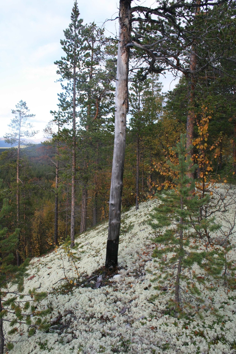 måssårabb, brannspor, Grimsbu sørside mot Mjovassdalen,  Folldal