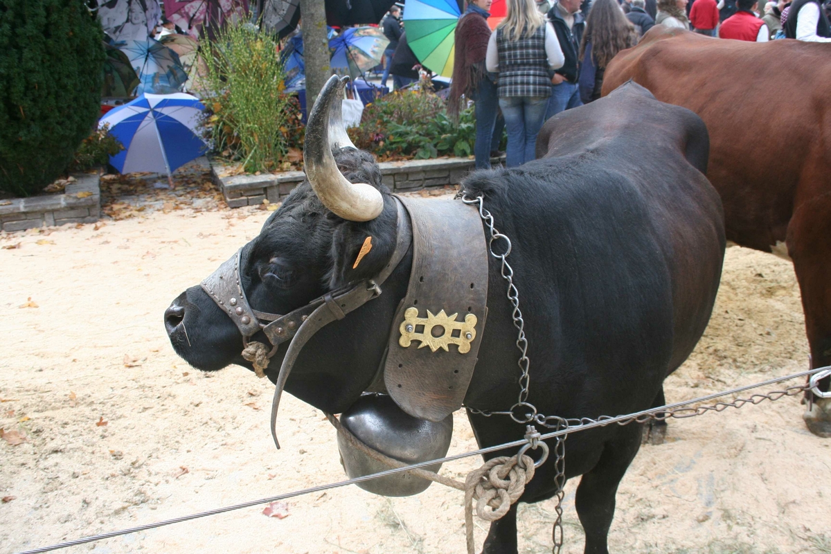 Haute Savoie kuutstilling