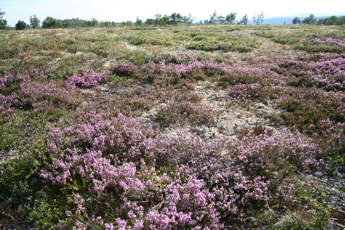 Røsslyng, Rendalsfjell, Haugsetvollen-Unset