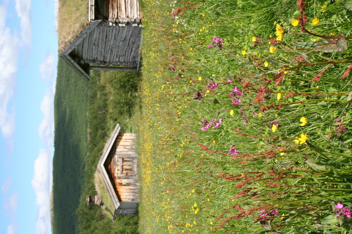 Blomstereng, Dalvangen