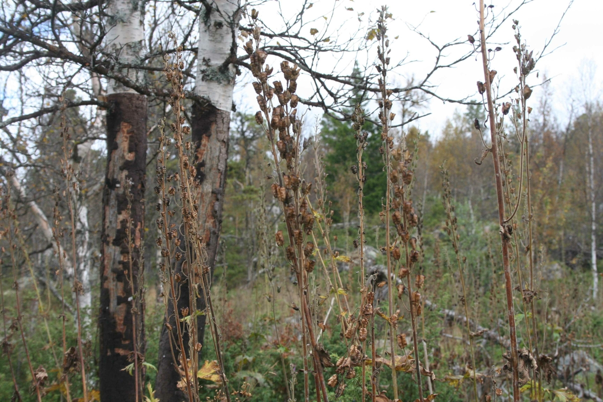 På leiring etter slagghaugen, Veslgrytdalen, Atnbrua