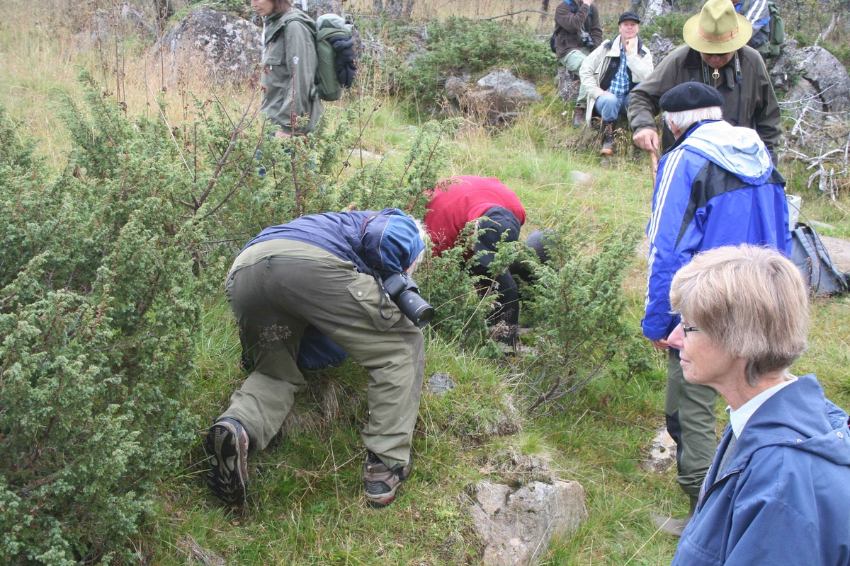 På leiring etter slagghaugen, Veslgrytdalen, Atnbrua
