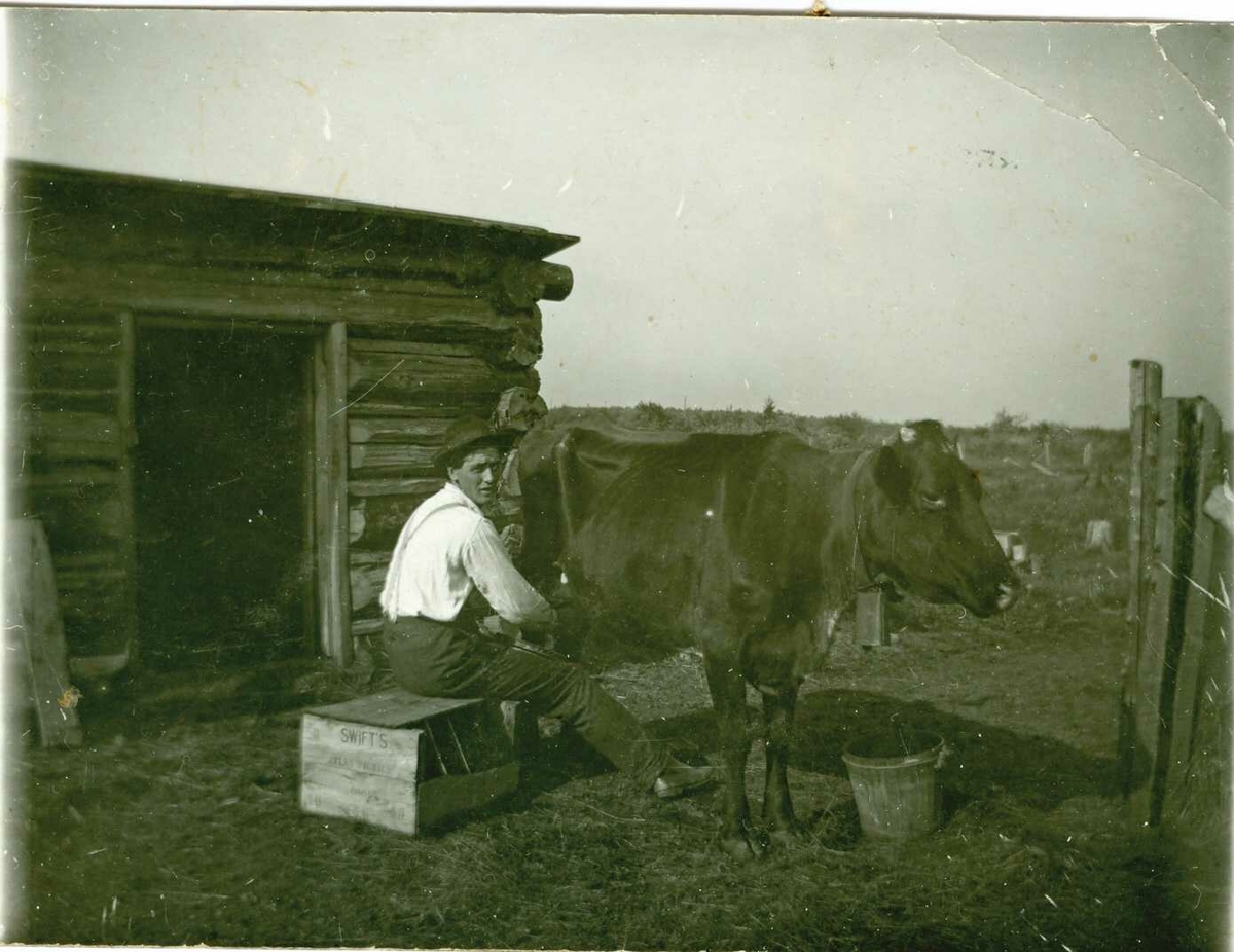 Mann mjølker, prærie, USA