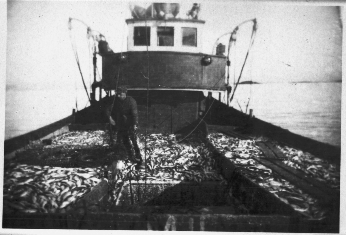 Sild i binger på dekket til snurperen D/S "Svalbard" (merkenummer M 3 A) fra Ålesund.