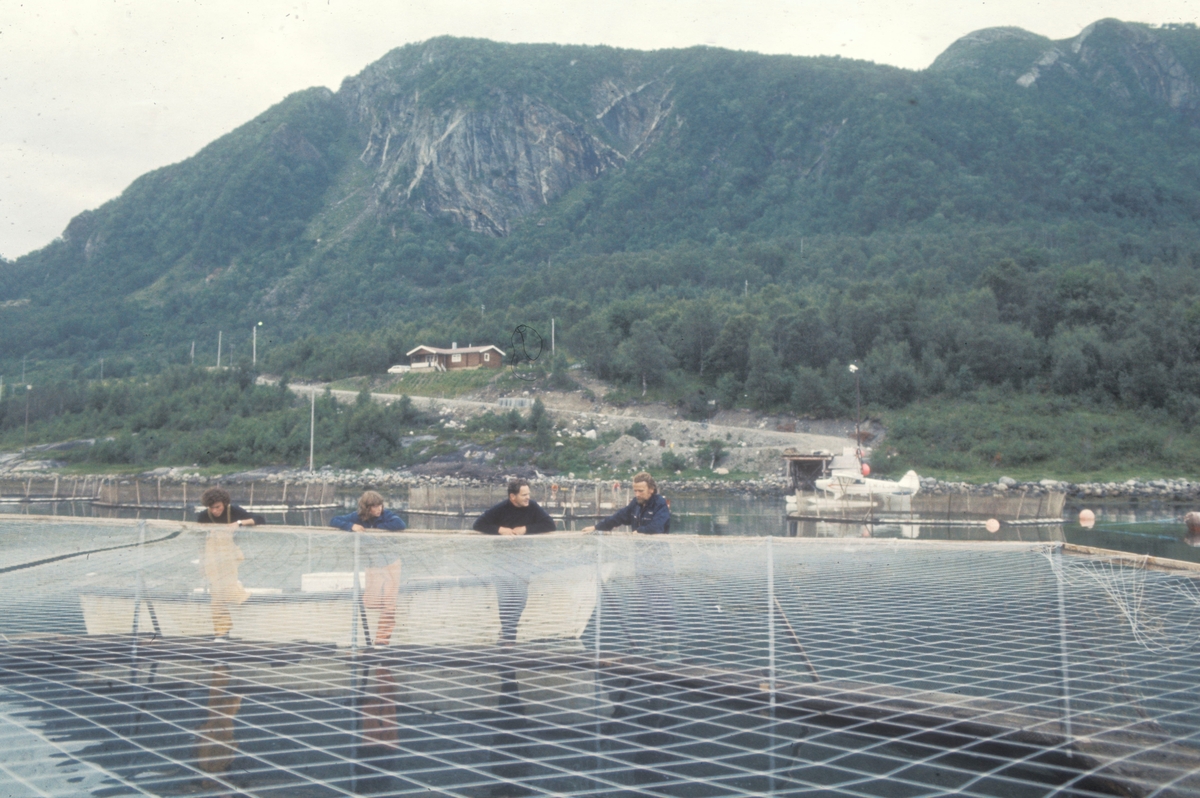 Meløy, 1983 : Anlegget til Torris products i Engavågen i Meløy kommune.