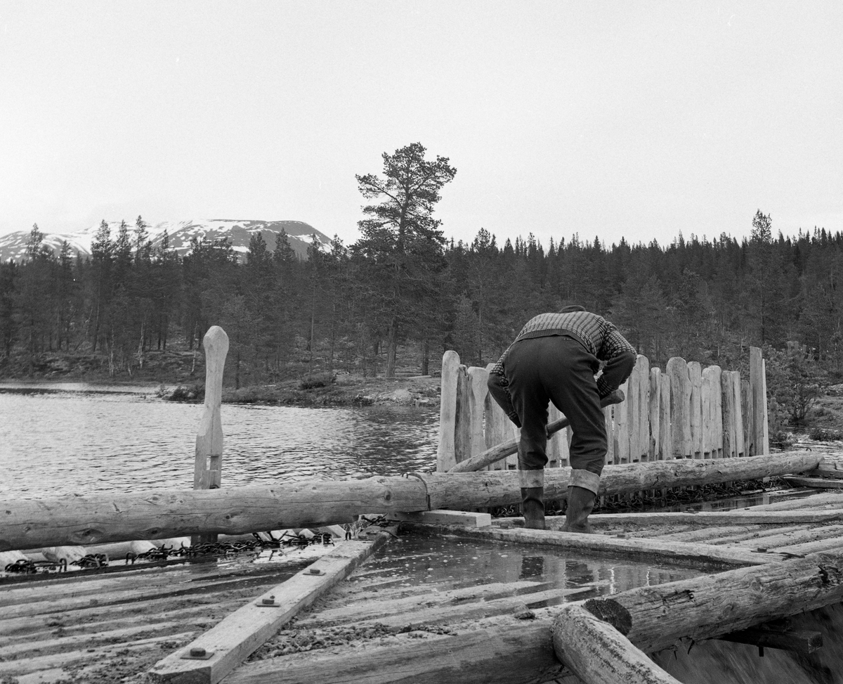 Fra Misterdammen i Rendalen. Da dette fotografiet ble tatt, i 1969, var det Halvdan Sand og Egil Berger som var dampassere. Dette var en «nåledam», altså en konstruksjon der damløpet ble stengt ved å stikke planker tett i tett ned på motstrøms side, slik at de ble stående som en loddrett vegg med en terskel ved innløpet til damløpet og den øvre enden av dambrua som støttepunkter. Med dette stengselet kunne fløterne bygge opp et stort vannreserovar på oversida av nåledammen. Da dette fotografiet ble tatt var dammen «sprettet» - åpnet - ved å heve «nålene» slik at de ble frigjort fra terskelen i botnen av damløpet. Deretter kunne de henge i kjettingstubber og flyte på vannet, som strømmet ut av dammen. Ved å tappe vannreservoaret på denne måten hevet fløterne vannspeilet i den nedenforliggende delen av elveløpet, noe som gjorde det enklere å få fløtingsvirket til å flyte over grusører og steinblokker, som var skapte hindringer under framføringa av tømmeret. 

Fra riktig gammelt av kunne det ta 3-4 år før tømmer fra utislagsstedene langs Mistra nådde trelasthandlerne nederst i Glomma, og det var særlig den opptil 4 mil lange fløtinga i denne sideelva til Renavassdraget som forårsaket forsinkelsen. Stokkenes langvarige opphold i vannet påførte fløtingsvirket et betydelig kvalitetstap, og førte også til at en del av stokkene ble så vasstrukne at de sank før de nådde fram. Dette innebar at tømmerleverandørene måtte tåle store avkortinger i de avtalte tømmerprisene. I 1858 ble skogeierne langs Mistra, anført av Sven Olsen Balstad (1801-1869), enige om på bygge en dam, et vannreservoar som skulle gi fløterne muligheter til å økonomisere med vannet og dermed forlenge driftssesongen i dette vassdraget. Dammen ble bygd for lånte penger, som skulle tilbakebetales over en treårsperiode. Pengene til avdragene ble innbetalt som «toll» på fløtingstømmeret. Skogeierne ble også enige om «at der efterat Laanet er tilbagebetalt, endvidere erlægges af Tømmereierne hvert Aar 6 s. pr. Tylt under Navn af Damtold for alt Tømmer som flødes i Mistra for deraf at dannes et Fond til Bestridelse af Udgifter til Reparation og Forbedringer af Dammen og Vandraget». Pengene ble brukt til sprenging av steinblokker i elveløpene, bygging av skjermer som skulle forebygge at tømmeret la seg i hauger langs elvebreddene og til dambygging. Disse fondene ble hardt belastet i 1870-åra, da skogeierne langs Mistra investerte bortimot 10 000 kroner i åforbedringsarbeider, et formidabelt beløp med datidas pengeverdi. Neste skogeiergenerasjon satte seg i gjeld da de bygde en ny, solid steindam i vassdraget i 1903. Det kan ha vært det damstedet vi ser på dette bildet. Nydammen ligger like nedenfor Lomnesmistersætra.