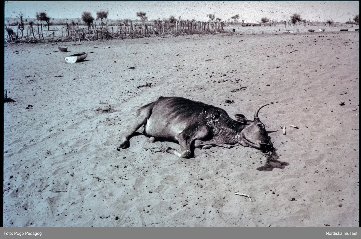 Torka och miljöförstöring