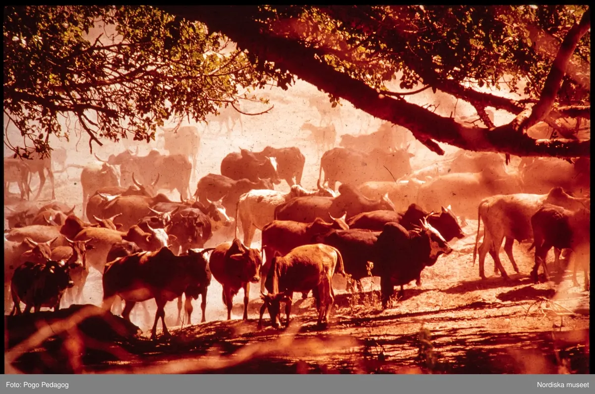 Torka och miljöförstöring