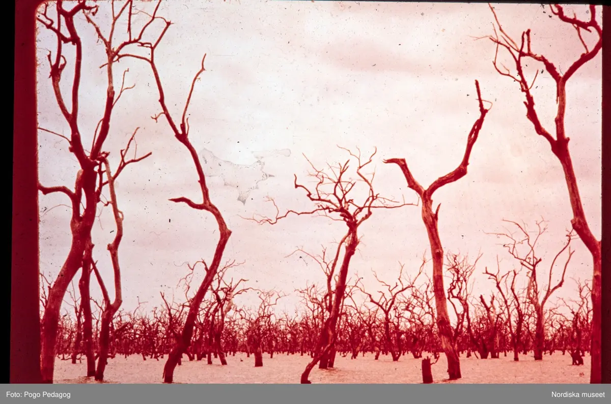 Torka och miljöförstöring