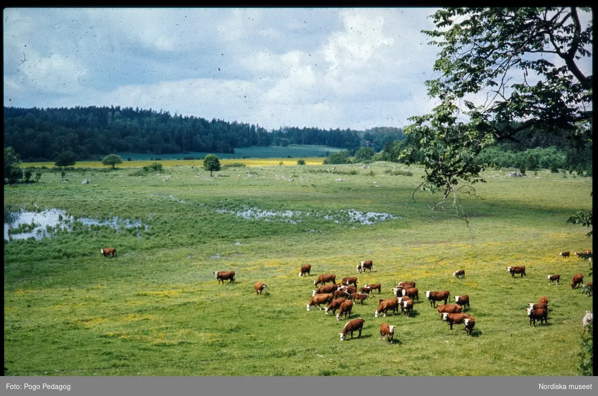 Lantbruk, mjölkproduktion, kor