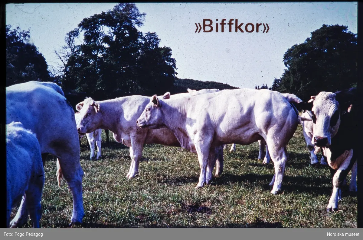 Lantbruk, mjölkproduktion, kor