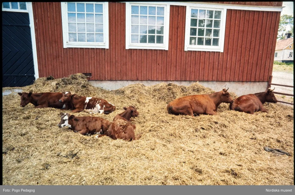 Lantbruk, mjölkproduktion, kor