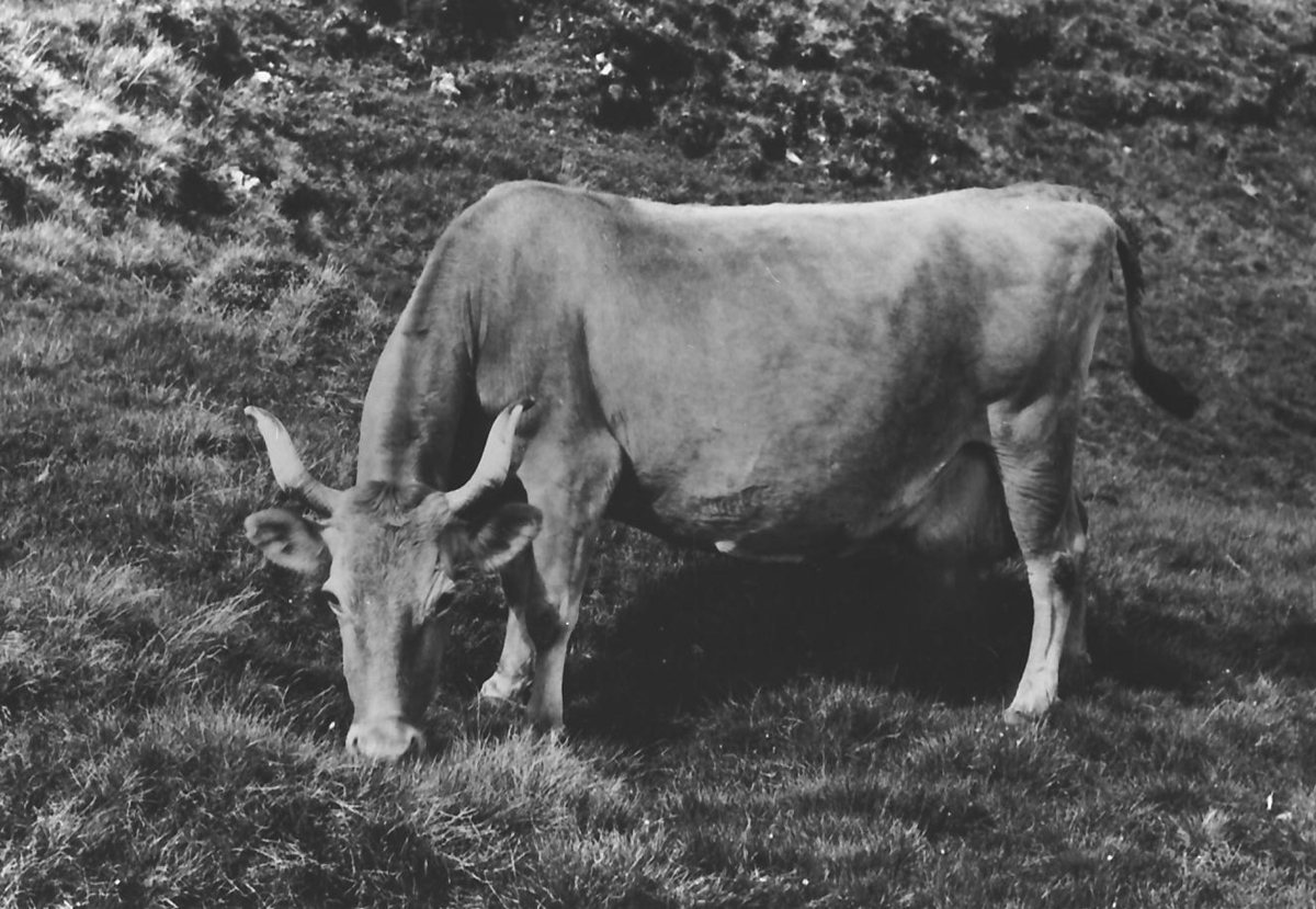 Bjøllkua 1958 ved Storsteigen landbruksskole. 