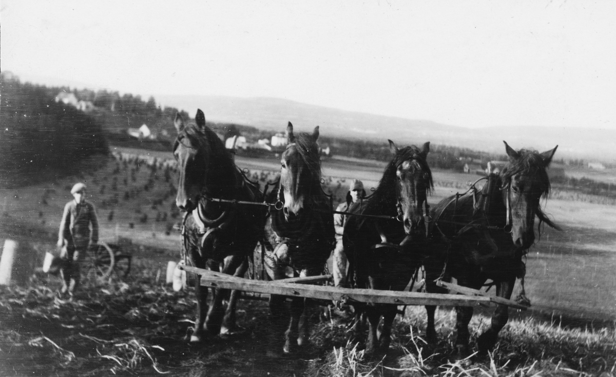 Hamar, Børstad Gård, potetonna, potetplukking, potetopptakeren kjøres med fire spann hester,