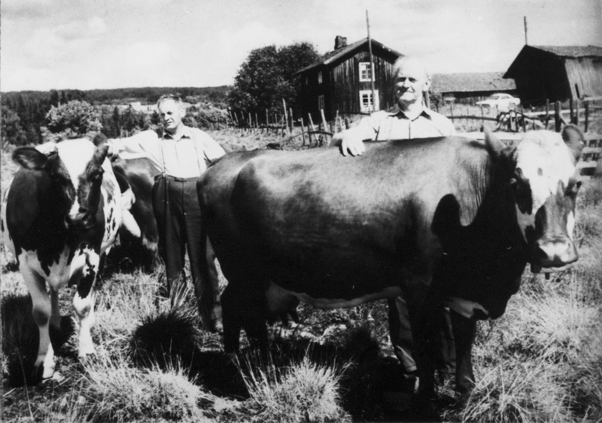 Hamar, Børstad Gård, ukjente karer med ku