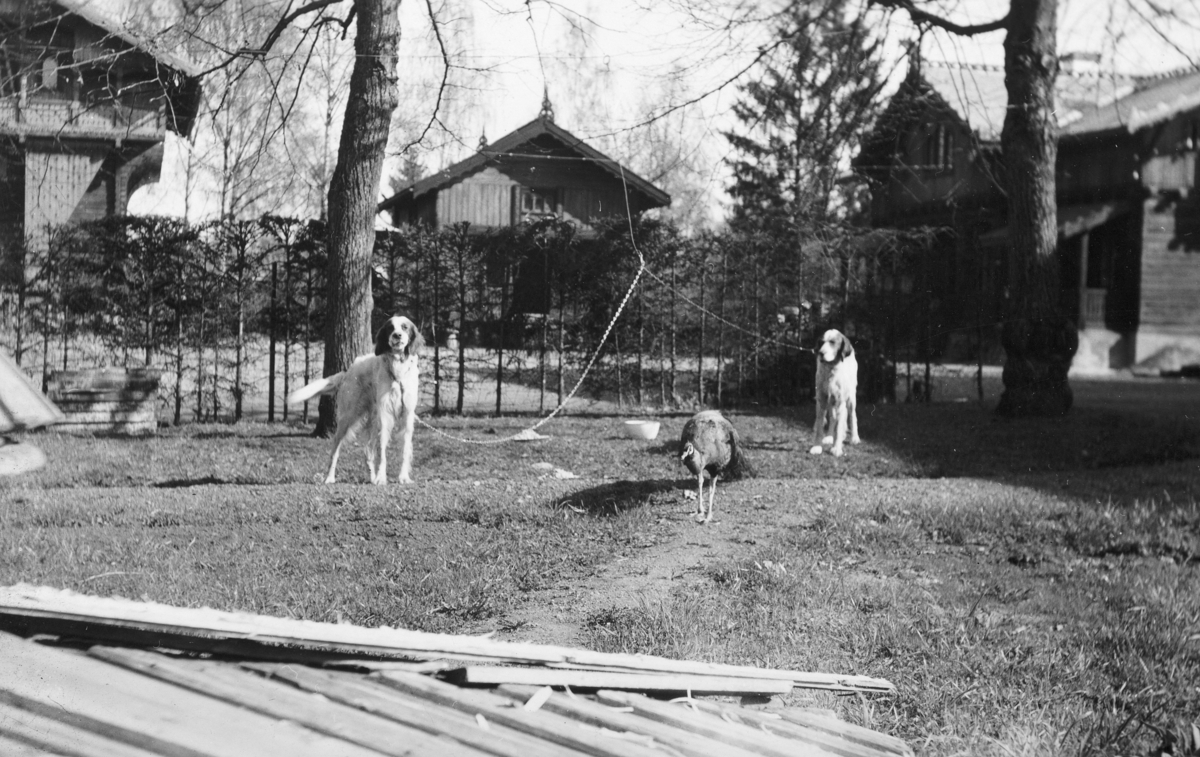  Bilde fra Børstadgård, Børstad Gård, 