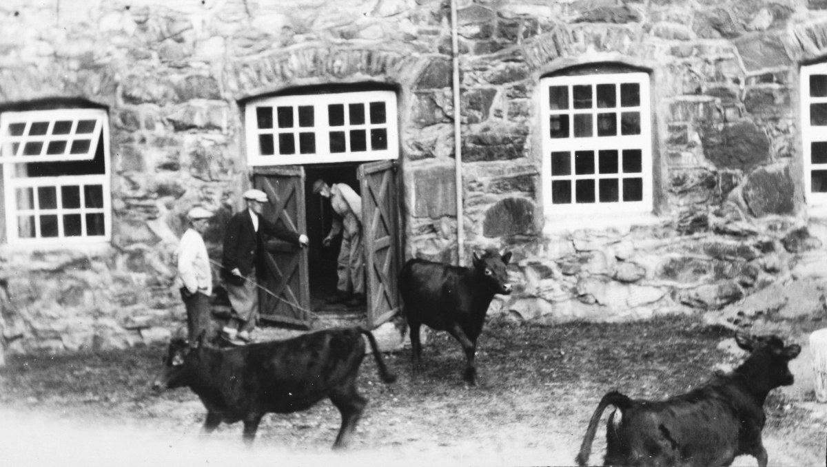 Hamar, Børstad Gård, fjøset, kuslipp, kyr kommer ut fra fjøset,