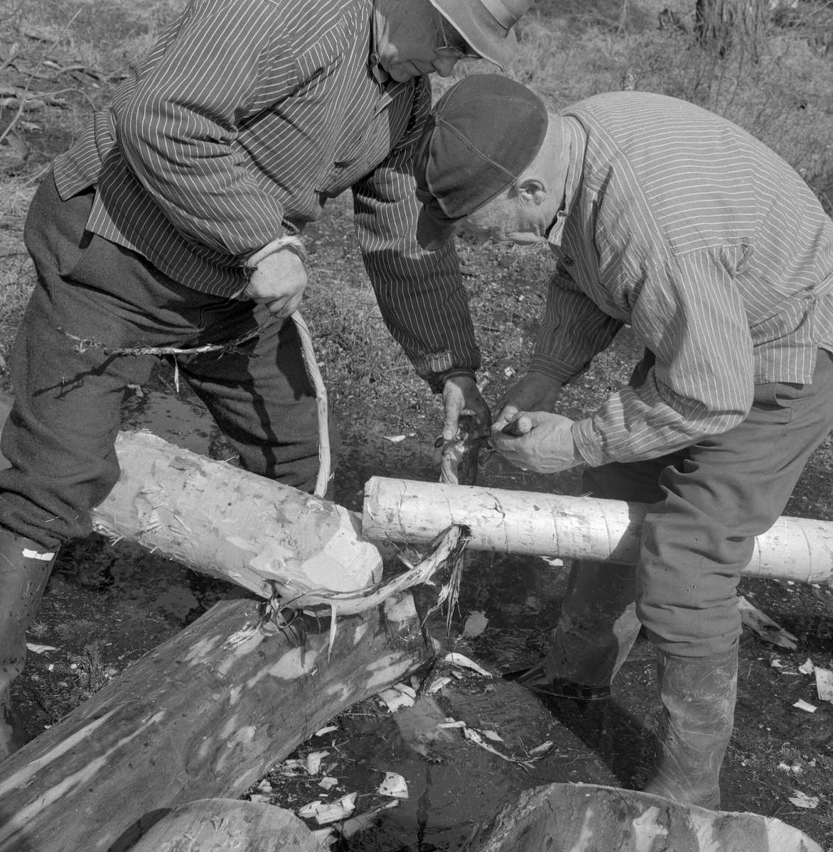 Brødrene Alf og Bernt Bjølseth lager lensekjetting av granvidje. To fløtere fester sammen tømmerstokkene med vidje.  Lensestokkene legges mot hverandre. Viu tres gjennom og knytes.  Malungen i Romedal, Stange, Hedmark.