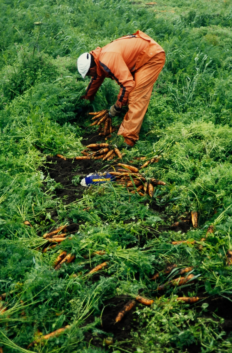 Sesongarbeidar buntar gulrot på åkeren. Klepp, Jæren. Feltarbeid 15. august 2000.
