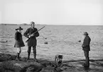 Ejderjakt pågår ute på holmarna vid Olsöns sund och en jakthund kommer tillbaka mot land med en lyckad fångst. Fotografen Emil Durling står med gevär i hand tillsammans med äldste systersonen Arne Hallin och Per Albin Pettersson, ägare av gården Olsund, Sankt Anna.