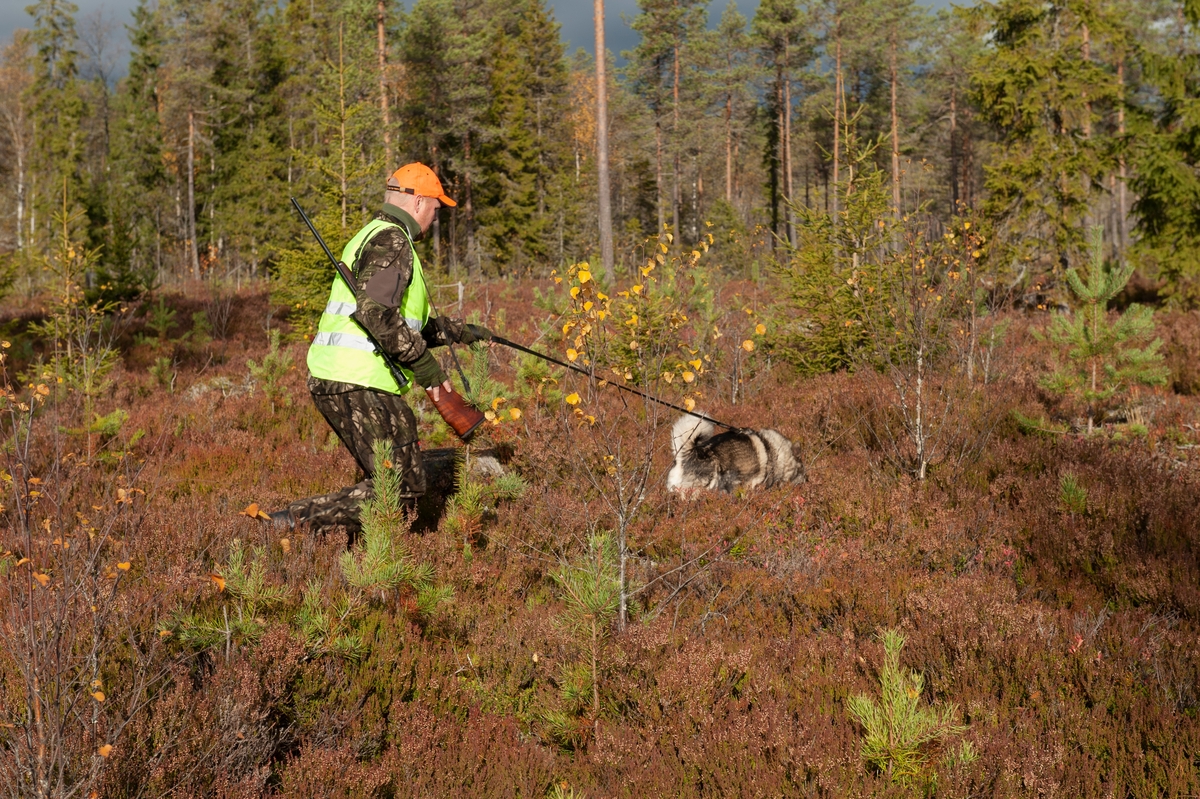 Jeger med hund på ettersøk etter skadet vilt. Hvis dyret er skadet kan det gå og lide i flere dager før det dør. I jakta skal alle jaktlag ha godkjent ettersøkshundavtale. En vanlig årsak til dyreskader er påkjørsler av bil og tog eller skadeskyting i jakta. Siden viltet er mest aktive tidlig om morgenen eller om kvelden og natta, foregår mye av ettersøksarbeidet nattestid. Ettersøksjegere kan få oppdrag fra viltnemda eller ved observasjon av skadet vilt. Det drives ettersøksjakt hele året etter alle dyr som er skadet uavhengig av art. Jegeren bruker gul vest for å være godt synlig i terrenget. I den bare tiden av året brukes ofte hund for å spore opp viltet. Når det er snø kan man følge sporene i snøen, men en god ettersøkshund kan være nyttig for å spore riktig dyr hvis det er mange andre dyresport i terrenget det søkes i. Jeger: Jan Ove Fuglebrenden fra Løten. Bildet er arrangert.