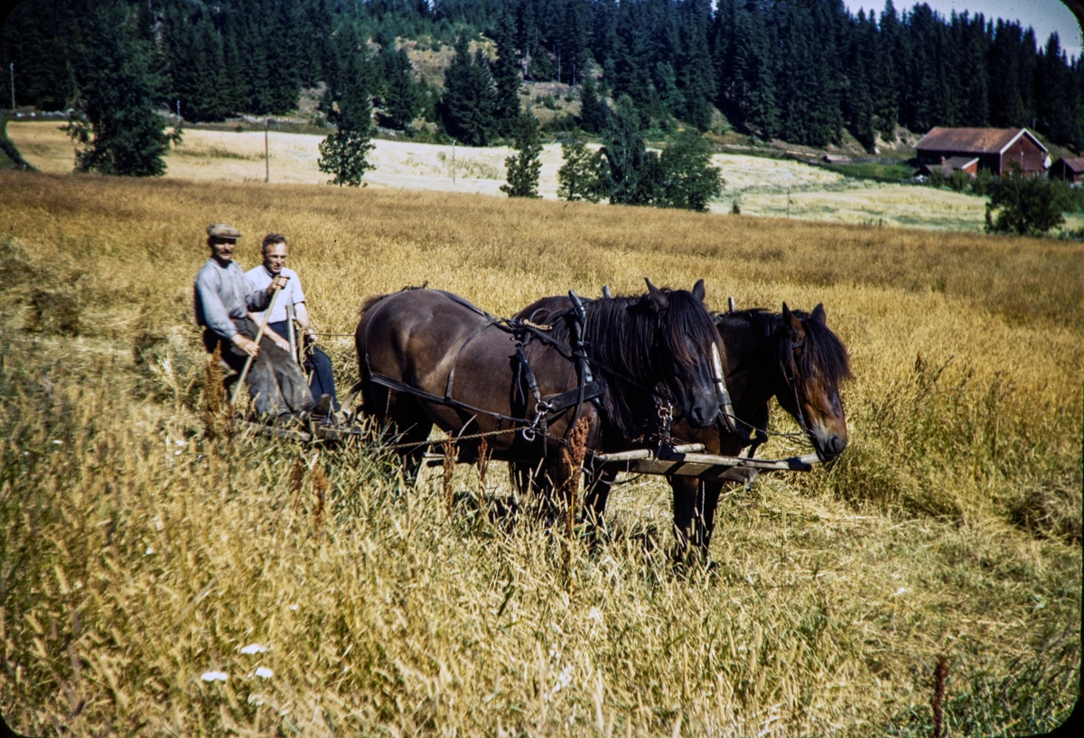 Lodviken, Helgøya. Skuronn. Havreåker. Hester i tospann. Hestene "Svarten" og "Stjernesokka" Kjørekarer Magnus Herseth og Mattis Dobloug. Tekst på dias. "Cutting Oats at Lodviken, Helgøya, Mjøsa, Hedmark, august 1949"