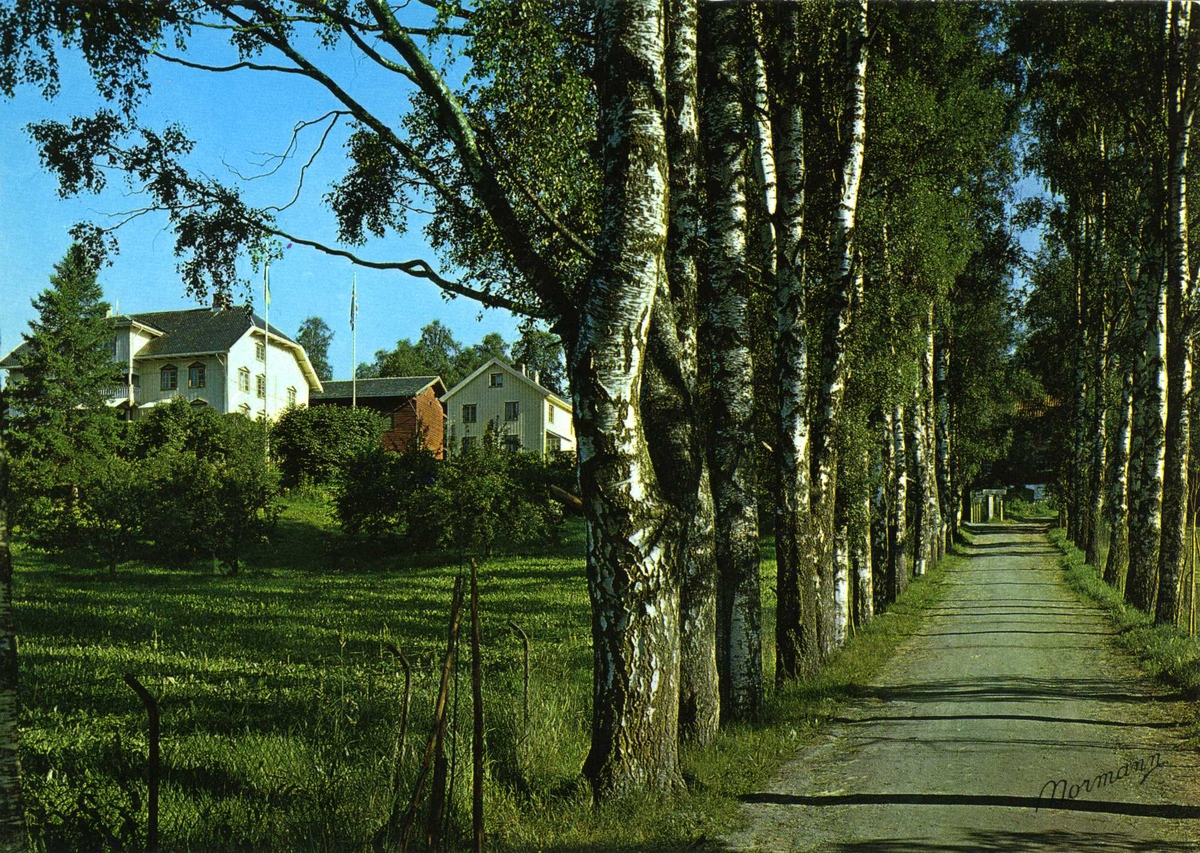 DOK:1960-tallet, Aulestad, allé, drengestua, postkort,