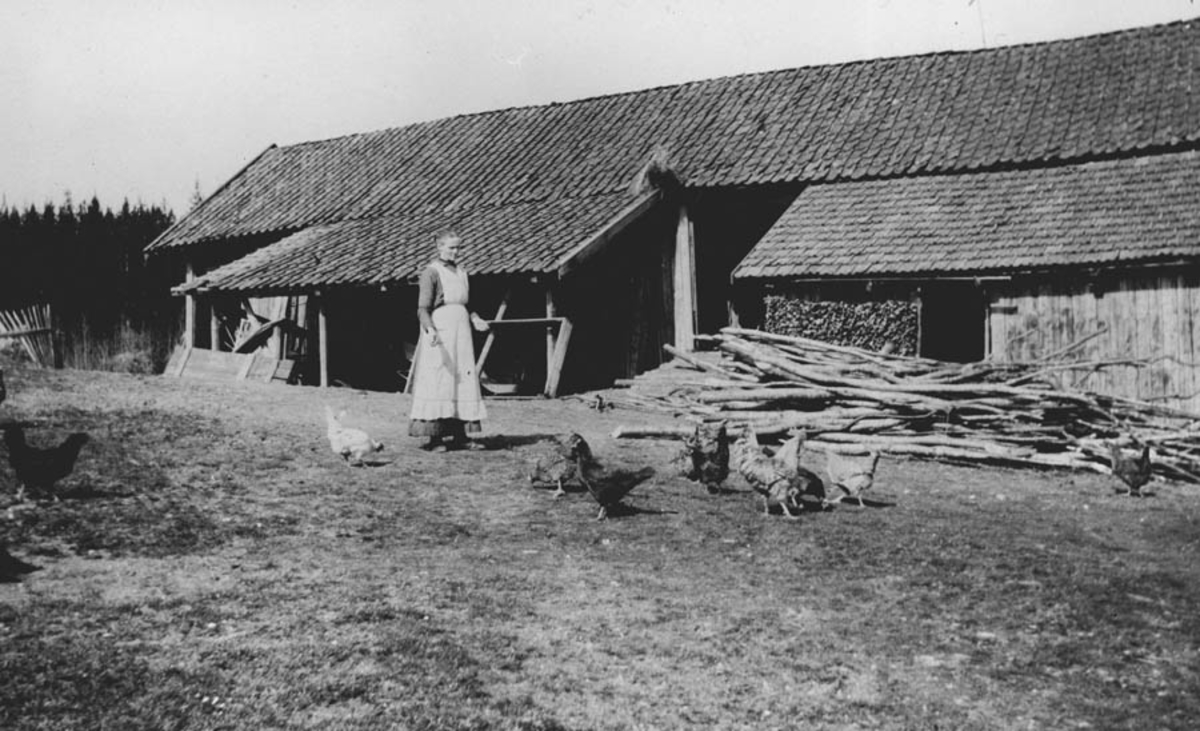 Kvinne, uthus, høner