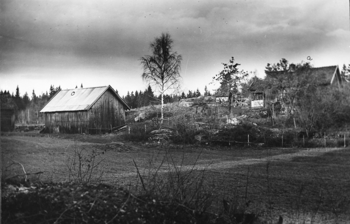 Torbjørnrud