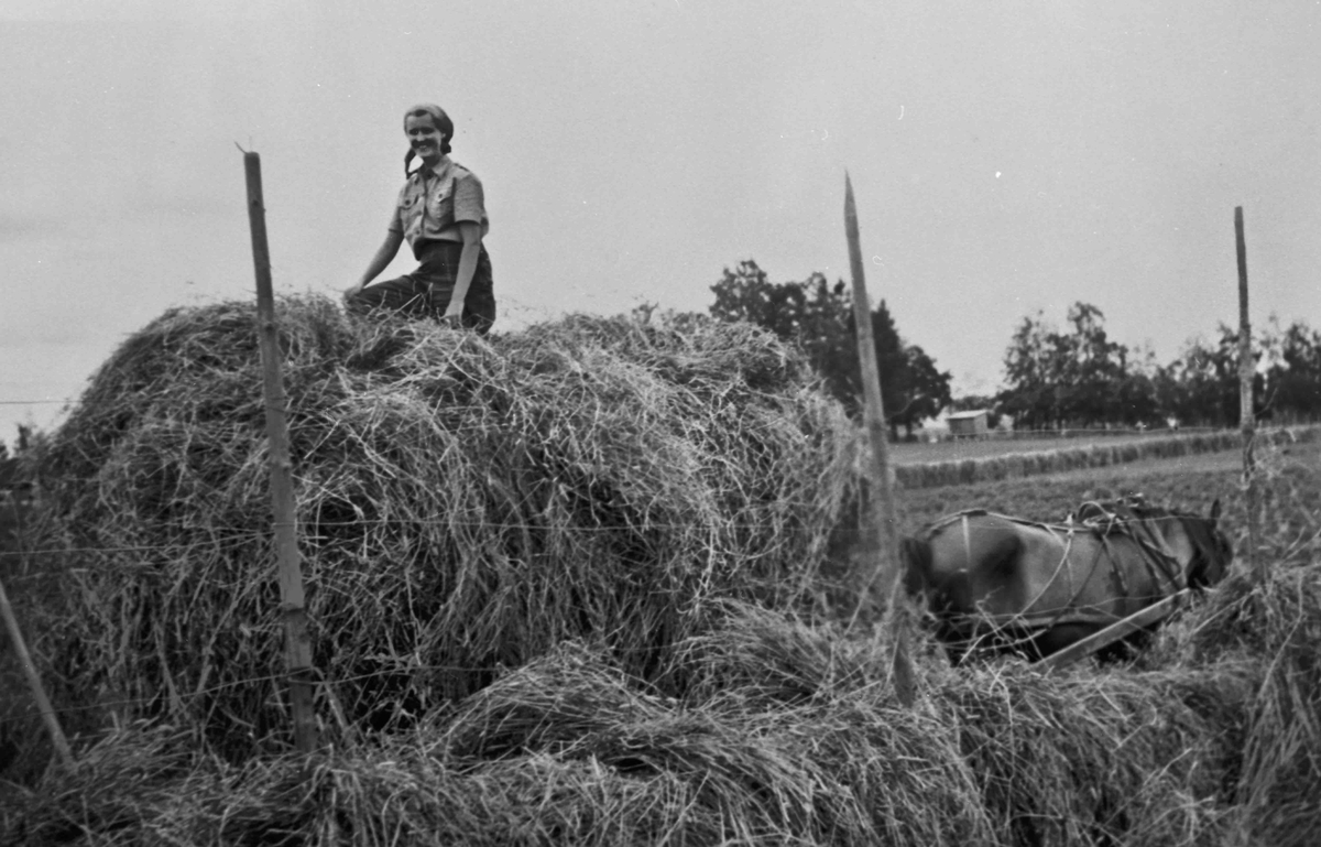 Høykjøring på Dønnum nordre i 1957. Åsta Frank tråkker i høylasset.