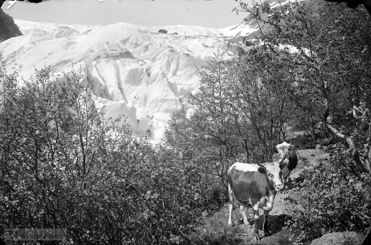 Buarbreen med kjyr..Buerbreene, det vil si Øvre Buerbreen og Nedre Buerbreen, er to brearmer av Folgefonna. Disse ligger i Odda kommune i Hordaland. Buerbreene strekker seg østover fra Folgefonna og ned mot Buerdalen. Buerelvi fører smeltevannet fra Buarbreene gjennom Buerdalen til Sandvinvatnet. Buerbreen hadde framstøt rundt 1930, men trakk seg deretter tilbake. Breen hadde et framstøt på 1990-tallet, men har trukket seg tilbake igjen siden 1997. Årlig frontposisjonendring måles av NVE.
