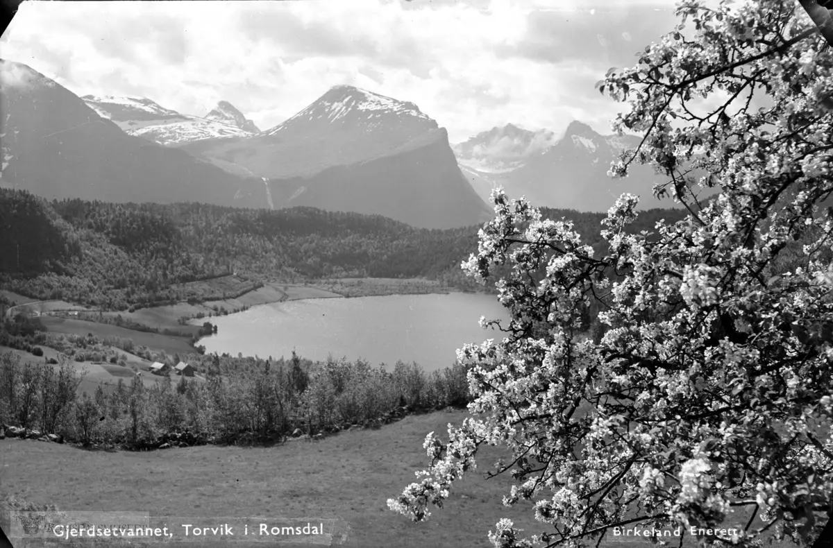 Gjerdsetvannet, Torvik i Romsdal med blomster. (se også 873)