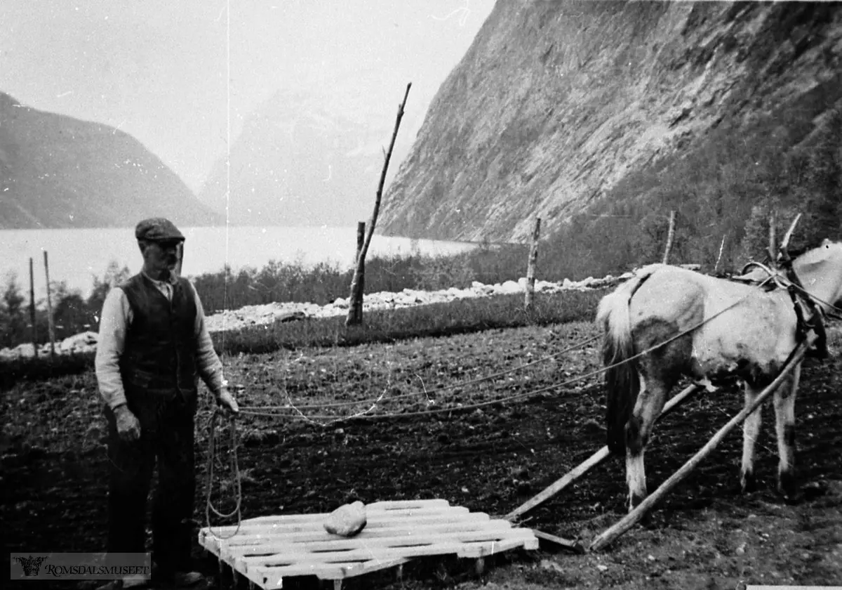 Arbeidsliv. Hårving. Henning Vike hårvar i grasfrøet med "tæming"-Prinsessa..