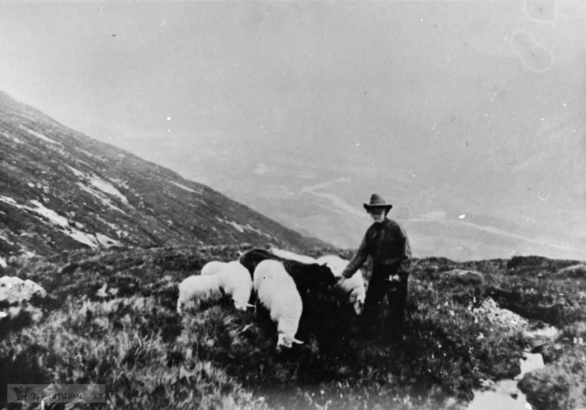 Matias Moen f. Soggebrekk på fjellet med sauene sine.