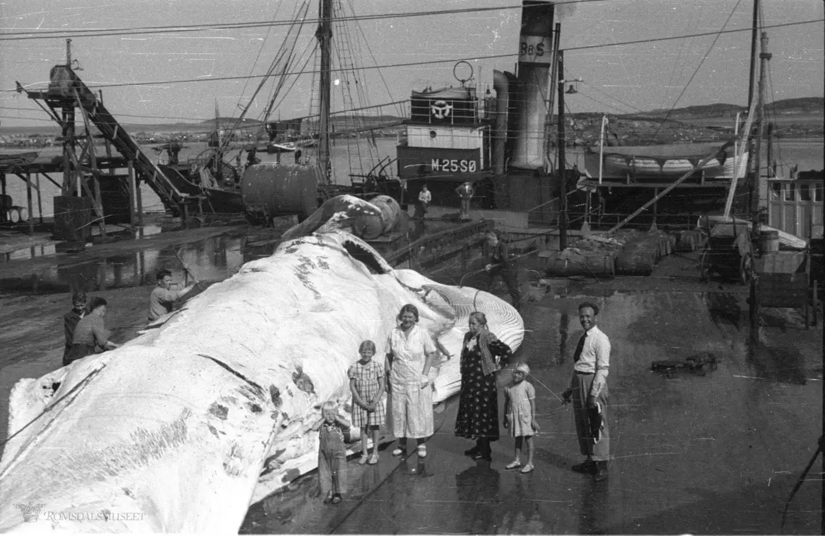 Kvalfangstskuten M.25.SØ "Ingeborg" i bakgrunnen.