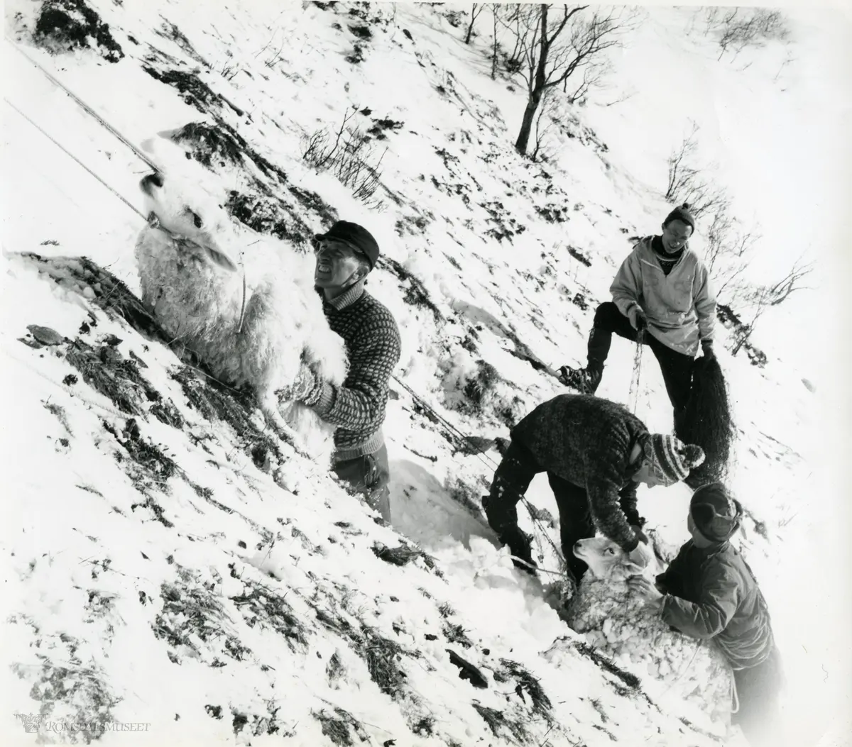 Saueberging i Vistdal februar 1966.