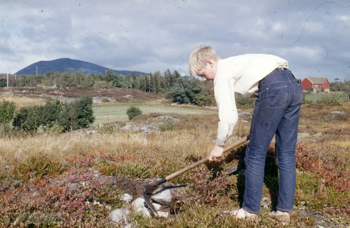 .(eske3) .(Eske 3 er merket "Oterøya 1965, Tautra Midøya 1966, Hjerkin 1968, Veøya, Fræna Sandvika")