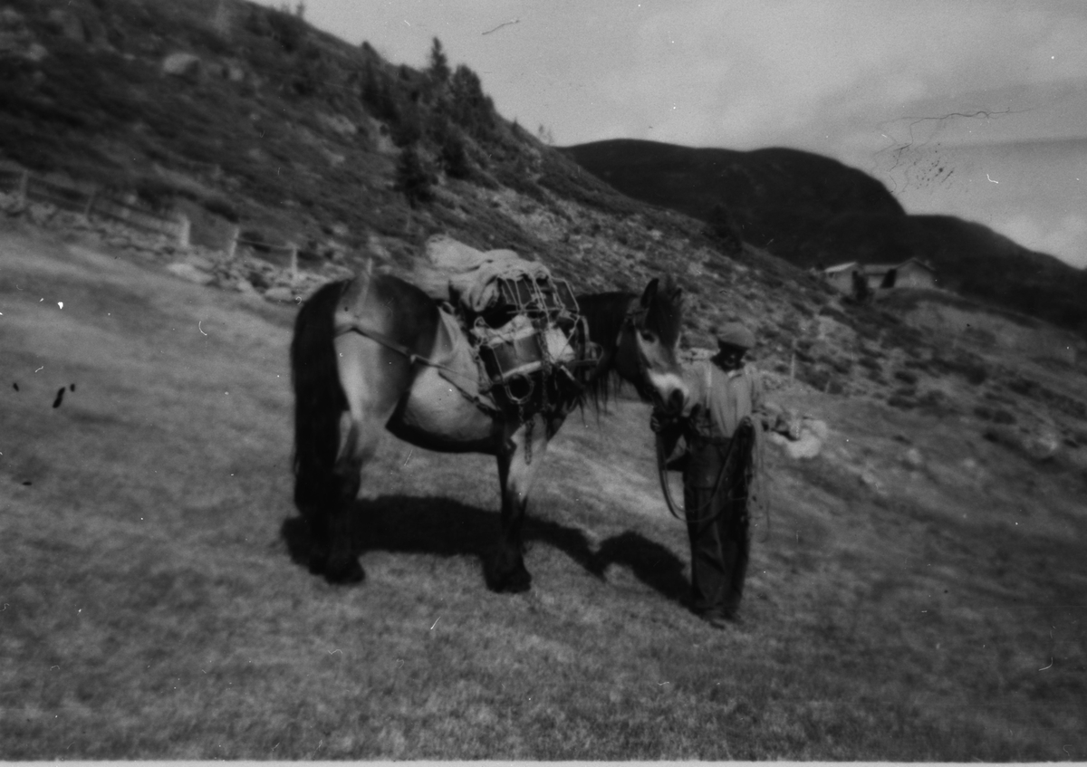 Portrett.
Halvor Velta med kløvhest på Endefjell.