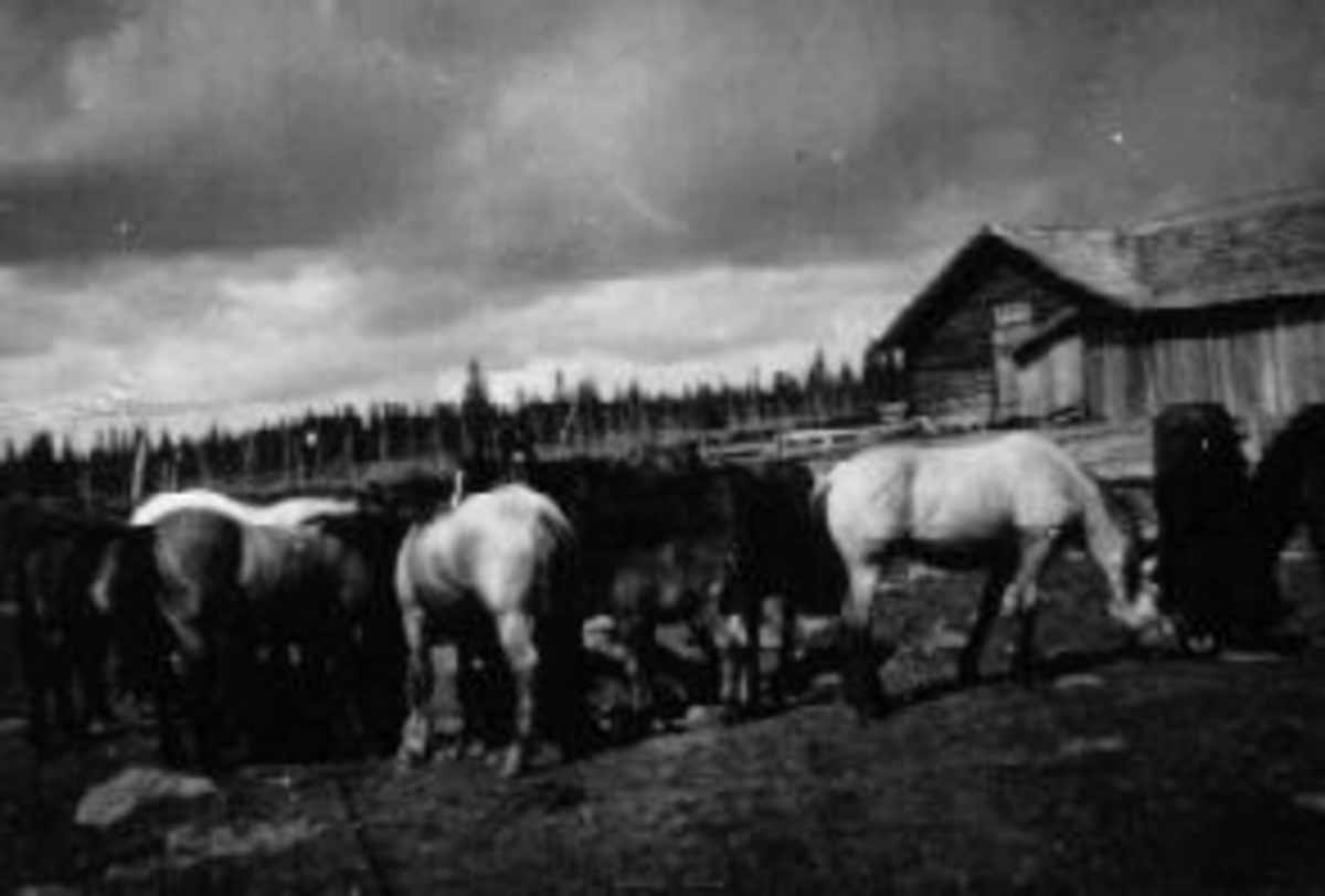 Eksteriør, Kvamsetra. Hester på rekslegutua. Grimstilen seter under Grefsheim, Nes, Hedmark. Kvamsætra på Grimstilen i Pihlske Sameie