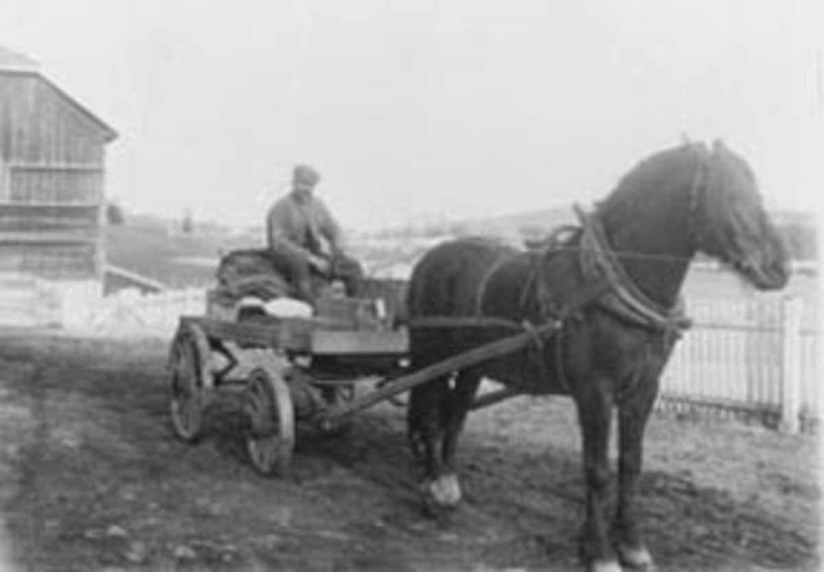 Kjørekar Lars Mathiassen (1872-1968) med hesten 