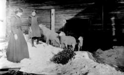 Dame og jente tar imot sauer som kommer ut fra sauefjøset på