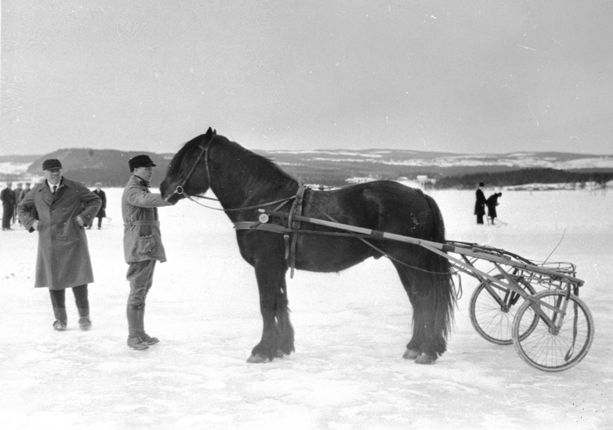 Travhest med sulky,travløp på Mjøsisen utenfor Brumunddal. Folk og hester.