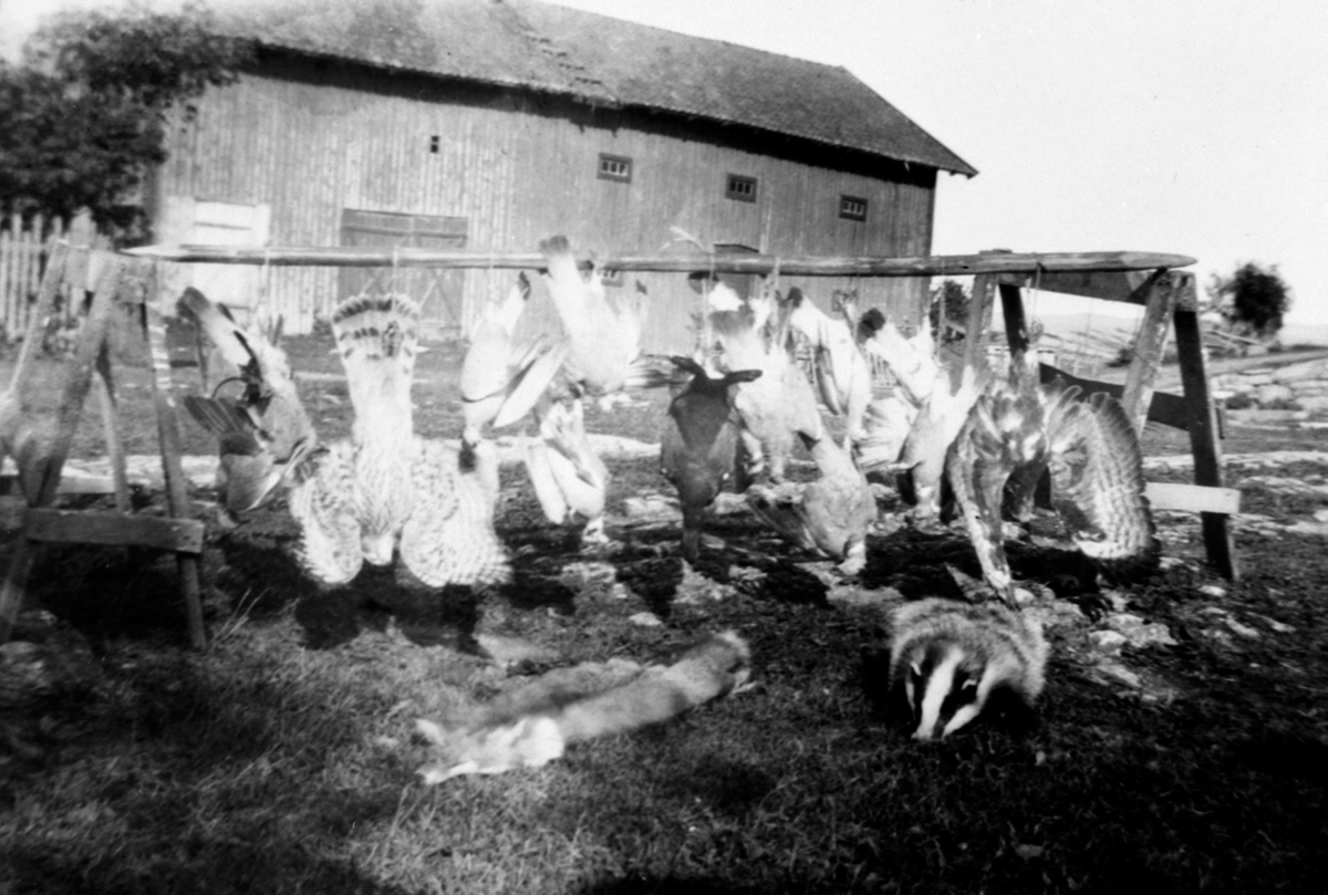 Opphengt jaktutbytte på Amb østre, Gaupen, Ringsaker. Rev, grevling, storfugl og hauk.