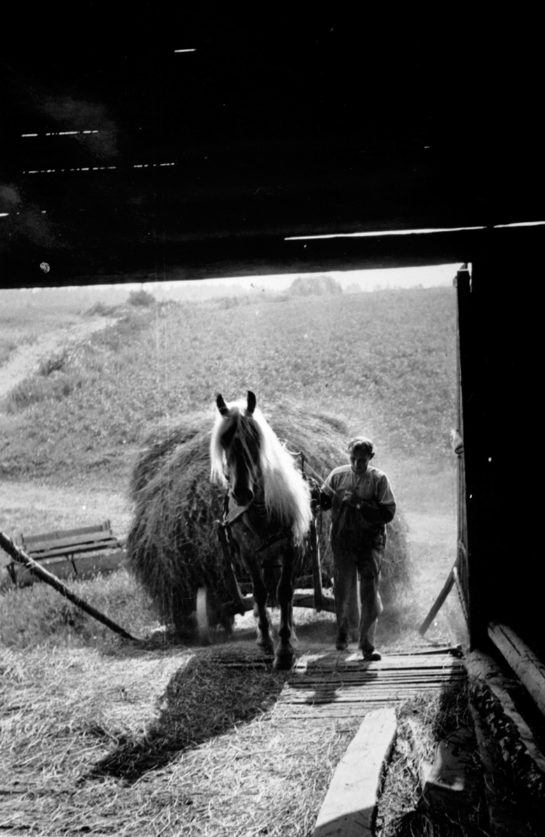 Slåttonn på Lodviken, Helgøya. Mattis Dobloug (1907-1982) kjører hest med høykjerre opp låvebrua.