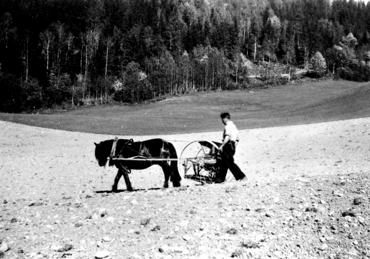 Våronn på Sørum, Furnes. Såing med hest og såmaskin. Kjører er Alfred Hangenholen.