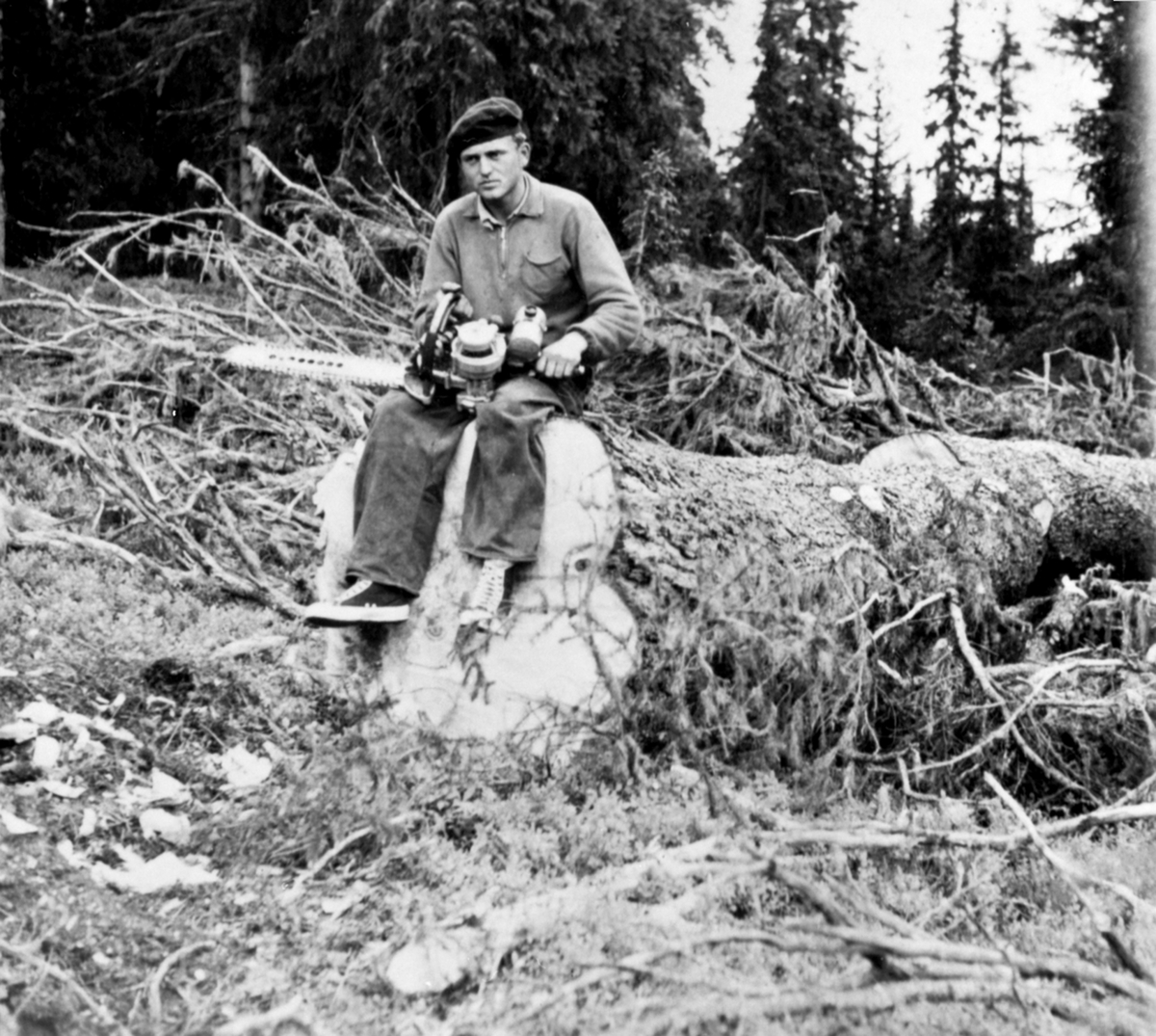 Tømmerhugger Ivar Amundsen har felt ei stor gran med motorsag ved Gammelskolla, Ringsakerfjellet.