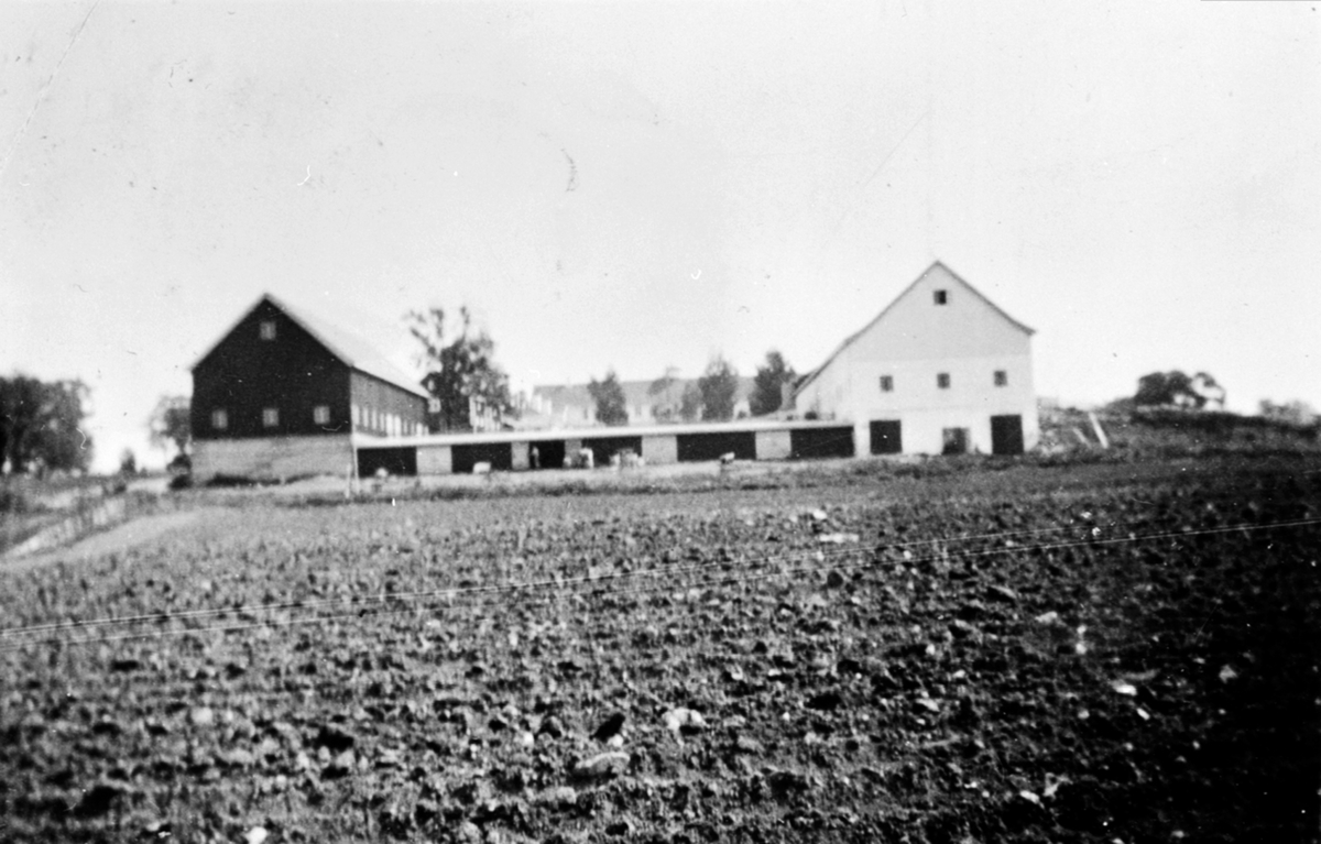 Oppbygging av låve og fjøs på Hovinsholm gård, Helgøya.