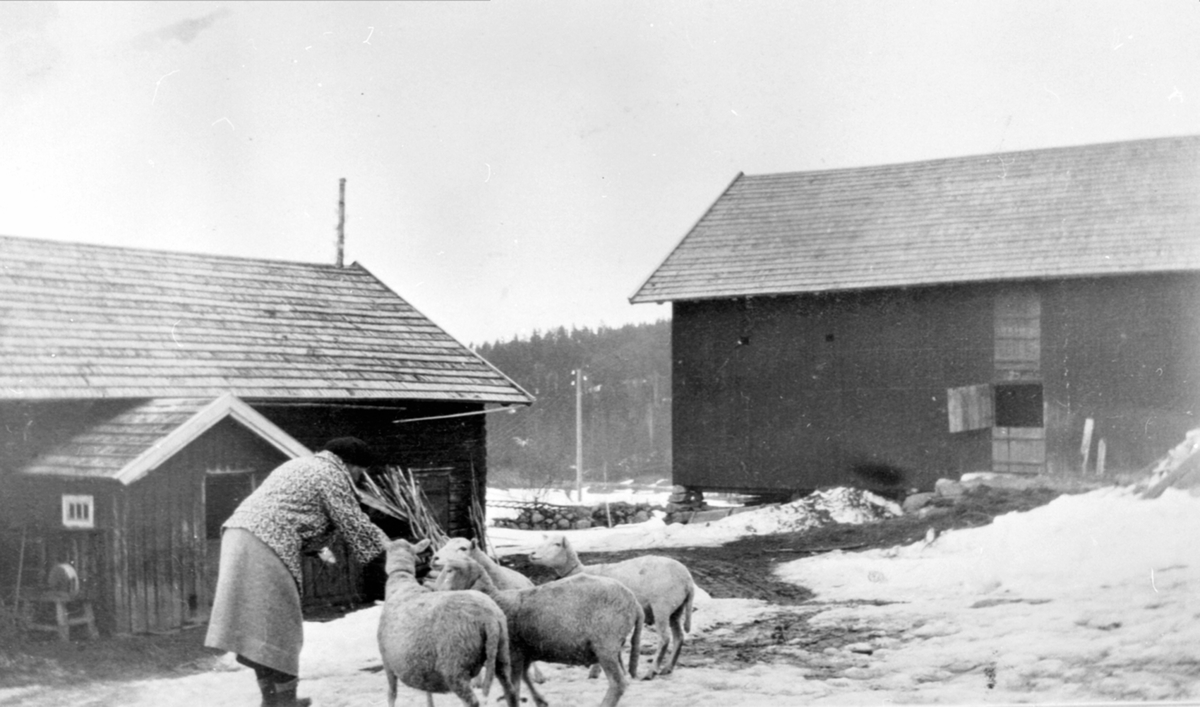 Konstanse Paulsen forer sauer på Austby gård, Ringsaker.