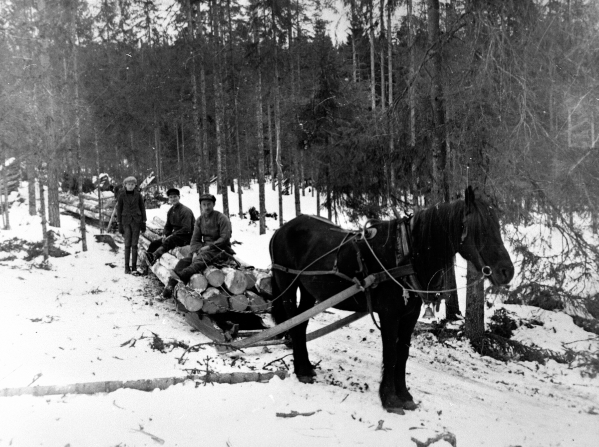 Tømmerkjøring med hest, bukk og geit. Tre menn, Bernt Kjeldsmoen. Fossmarka, Ringsaker.