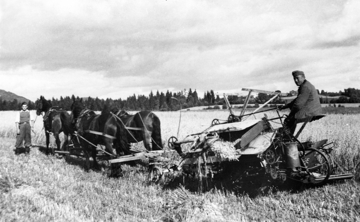 Skuronn på Ringsaker prestegard. Skjæring med selvbinder og tre hester. Tysk soldat på binderen, forpakter Johan Schjerpen leier hestene.